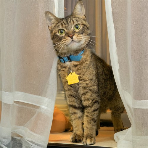 picture of the cat needing adoption