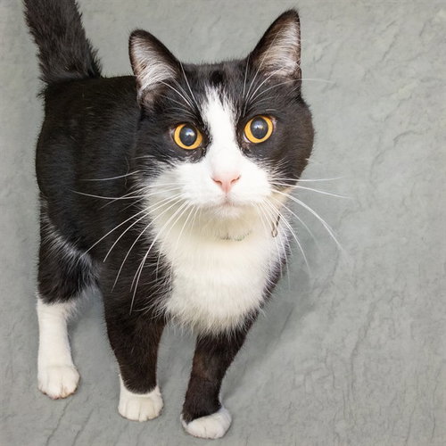picture of the cat needing adoption