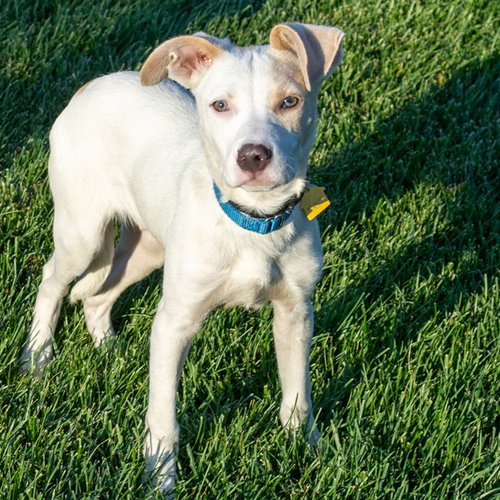 picture of the dog needing adoption