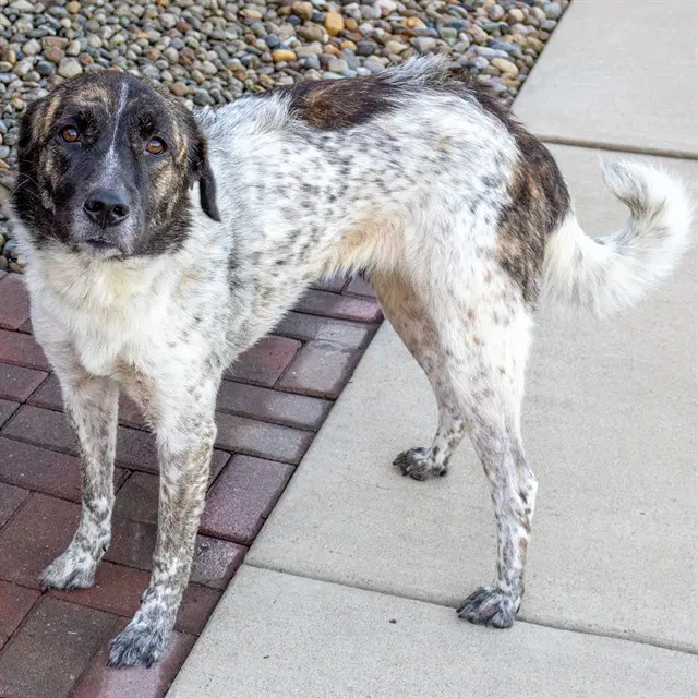 Sunshine - Plott Hound
