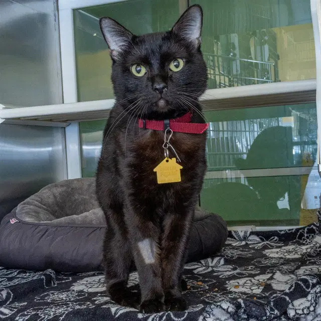 Pickle - Domestic Short Hair