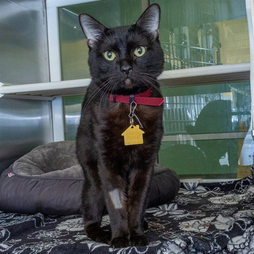 picture of the cat needing adoption