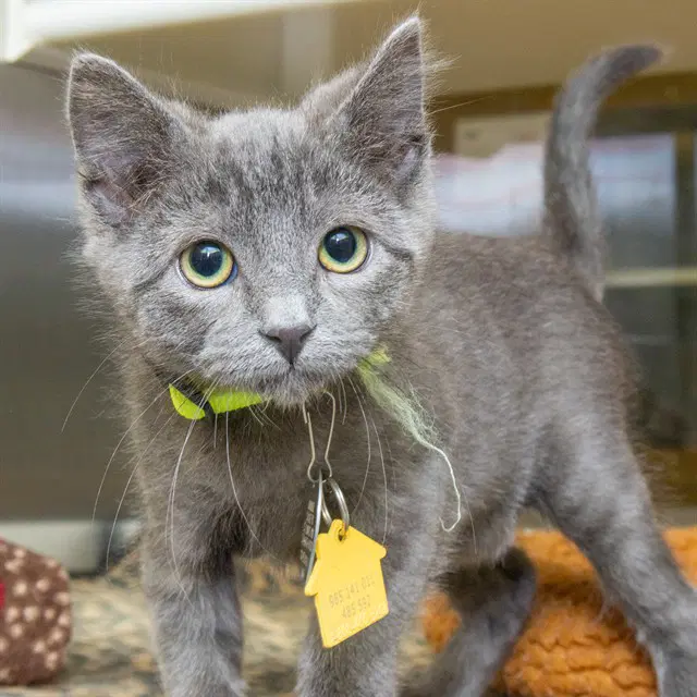 Tortellini - Domestic Medium Hair