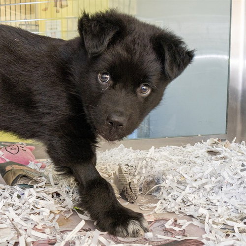 picture of the dog needing adoption