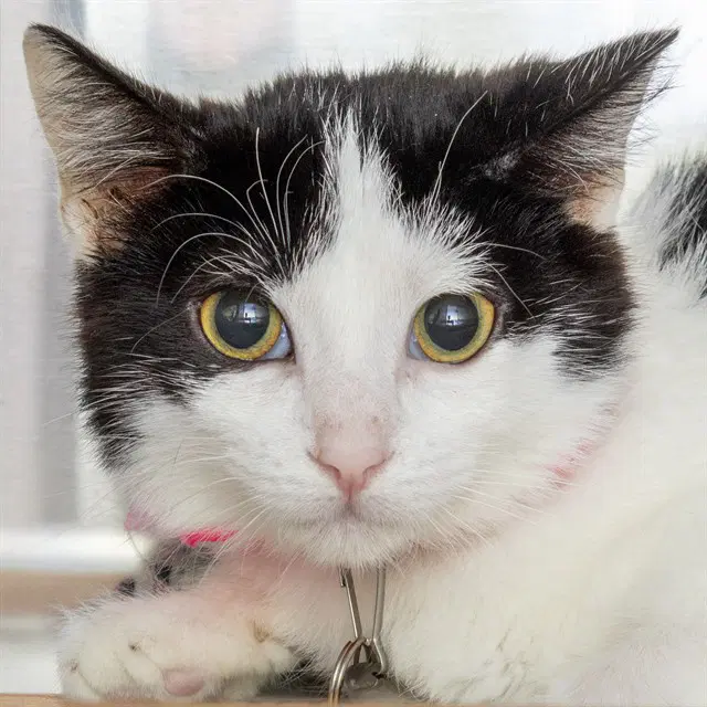 Phoenix - Domestic Short Hair