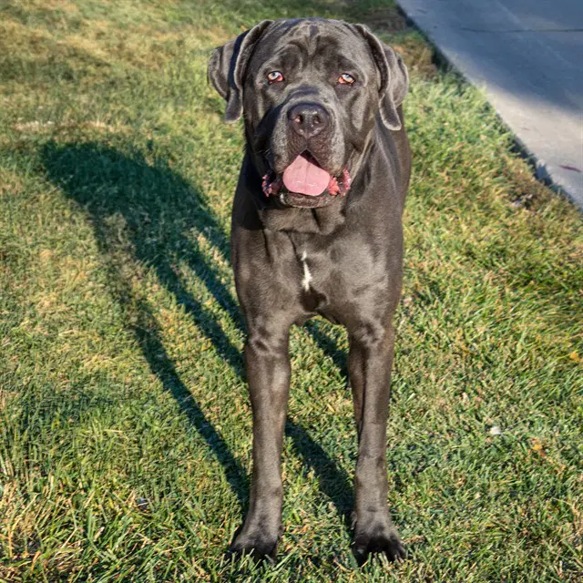 Ryuk - Cane Corso Mastiff