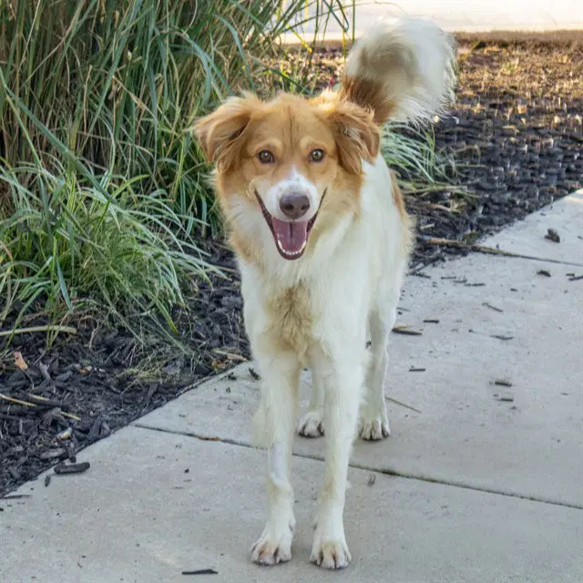 Vesper - Australian Shepherd