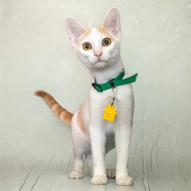 Chili - Domestic Short Hair