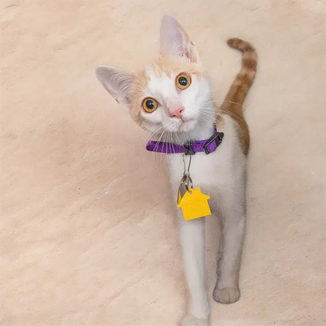 Saffron image 1