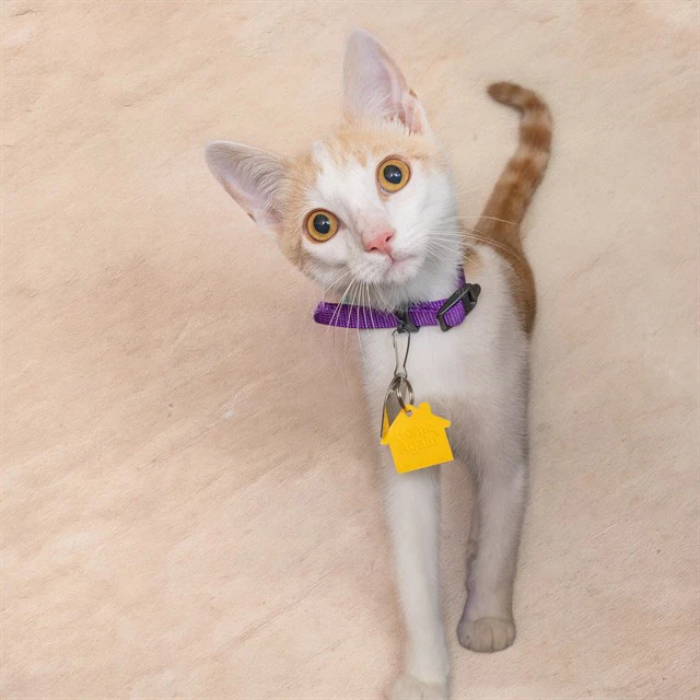 Saffron