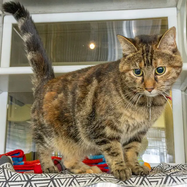 Moxi - Domestic Short Hair