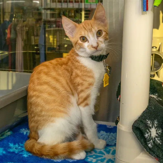 Pinecone - Domestic Short Hair