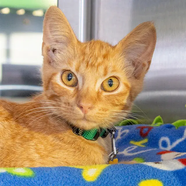 Acorn - Domestic Short Hair