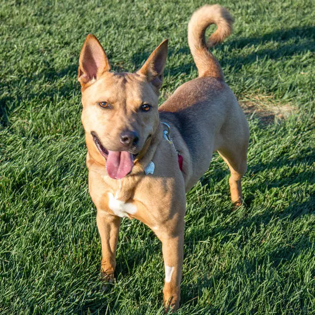 Carmella - Shiba Inu