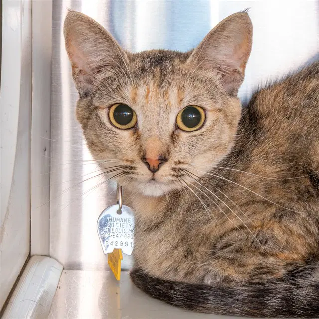Nala - Domestic Short Hair