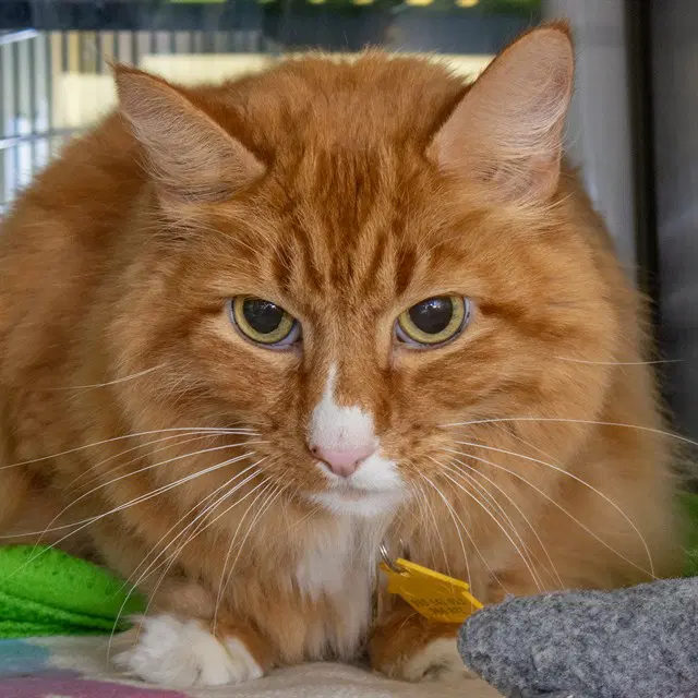 Mylo - Domestic Long Hair