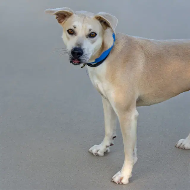 Little Rock - Labrador Retriever