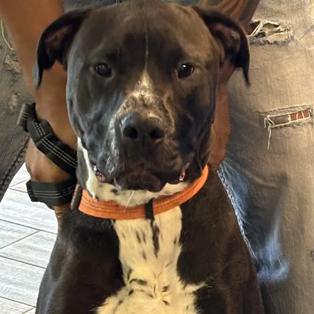 Mochi - Boxer