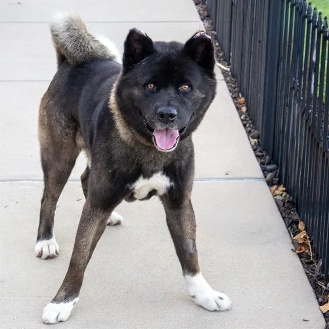 Kuma - Akita