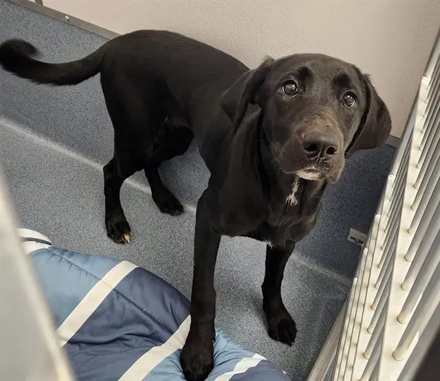 Rue - Labrador Retriever