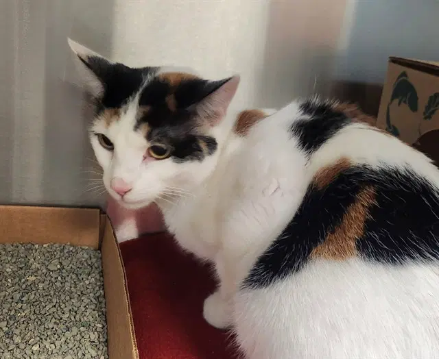 Salena - Domestic Short Hair