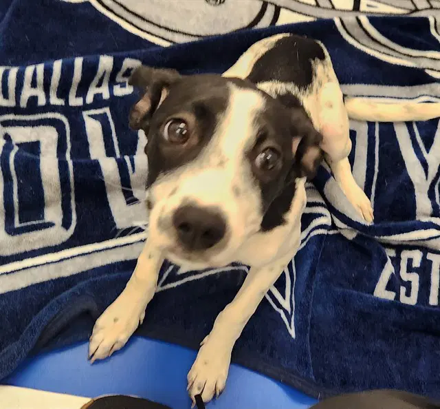 Chloe - Pointer