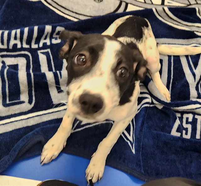 Chloe