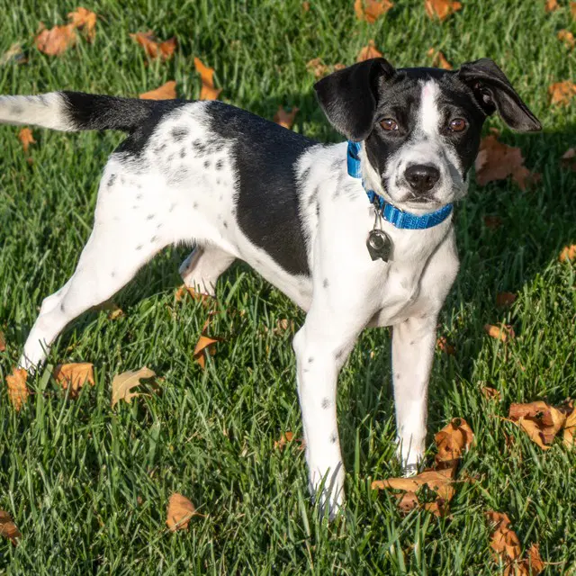 Chloe - Pointer