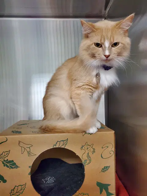 Sweetpea - Domestic Medium Hair