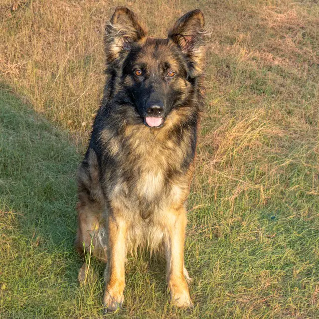 Nike - German Shepherd Dog