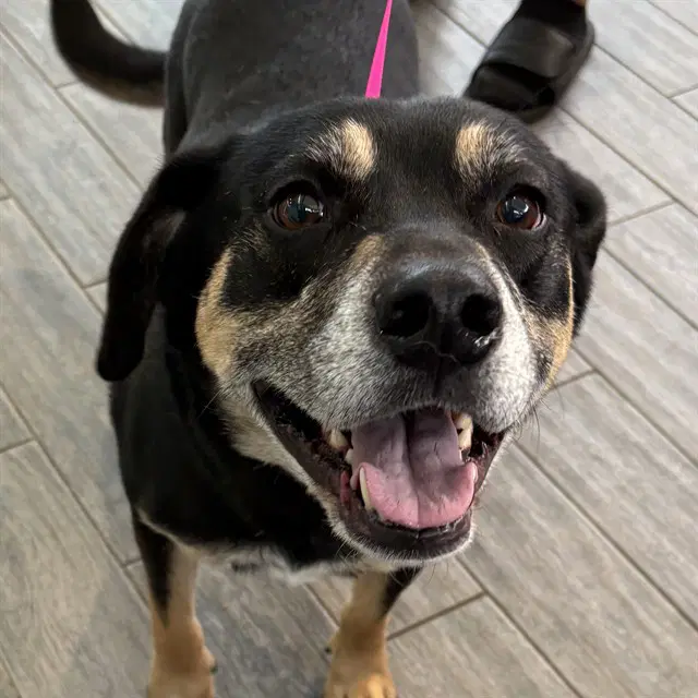 Odin - Black and Tan Coonhound