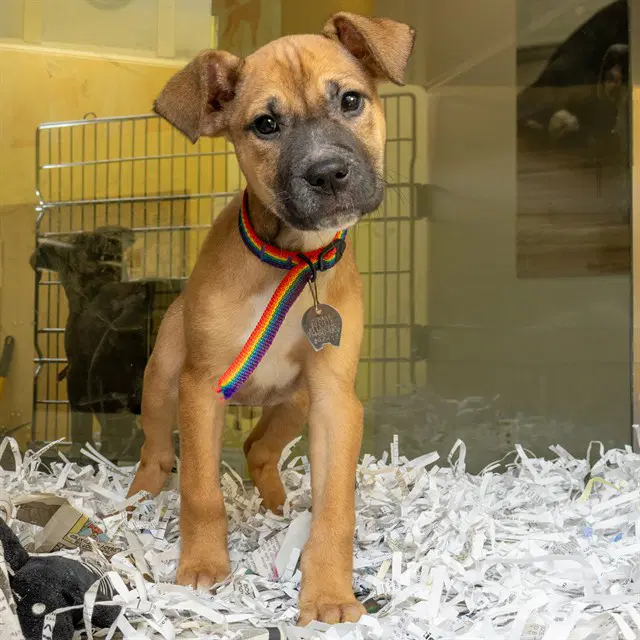 Puppy Chow - Black Mouth Cur