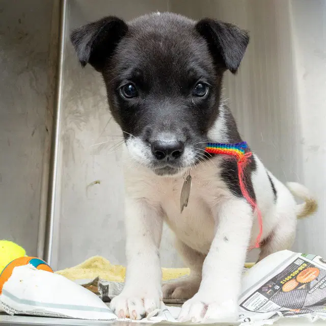 Chicken Noodle - Australian Cattle Dog/Blue Heeler