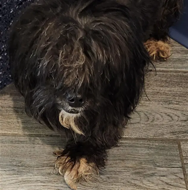 Fendi - Shih Tzu