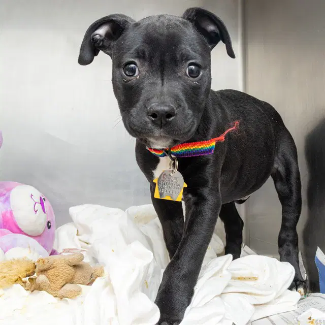 Amiri Blue - Pit Bull Terrier