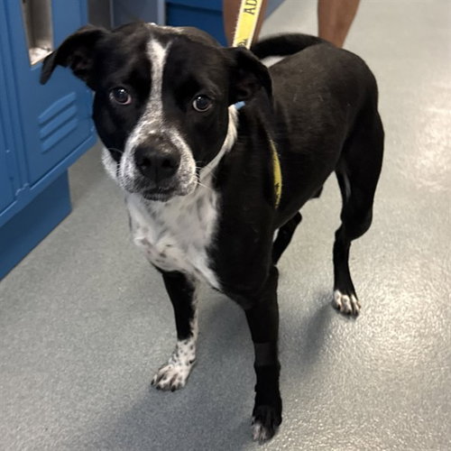 picture of the dog needing adoption
