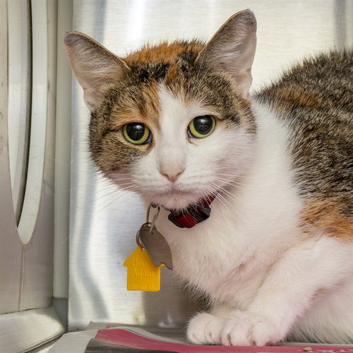 picture of the cat needing adoption
