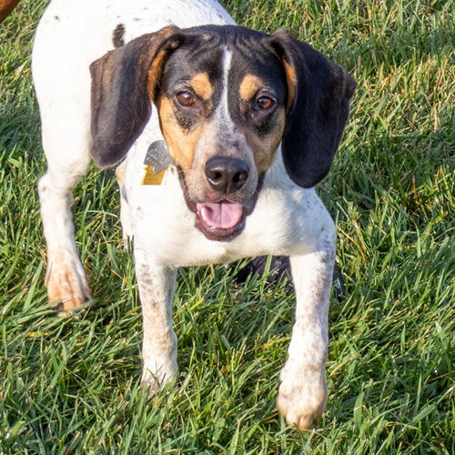 picture of the dog needing adoption