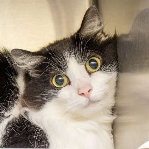 picture of the cat needing adoption