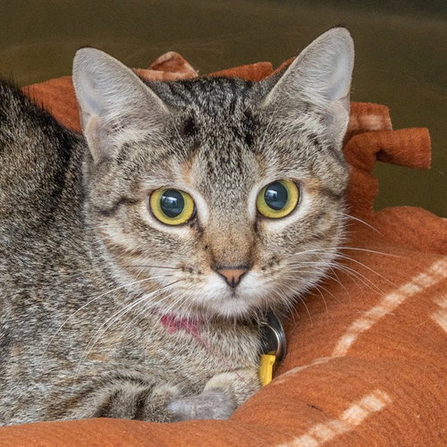 picture of the cat needing adoption