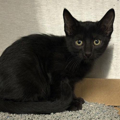 picture of the cat needing adoption