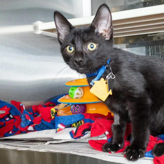 Damon - Domestic Short Hair