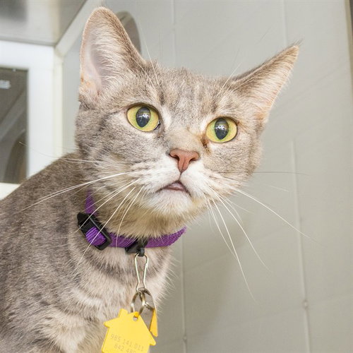 picture of the cat needing adoption