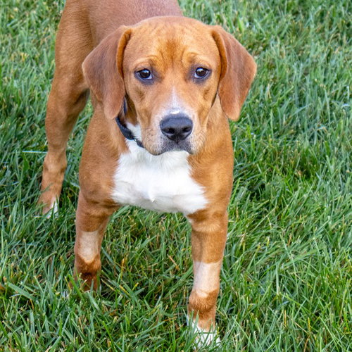 picture of the dog needing adoption