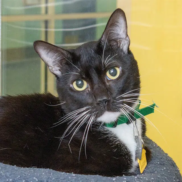 Salem - Domestic Short Hair