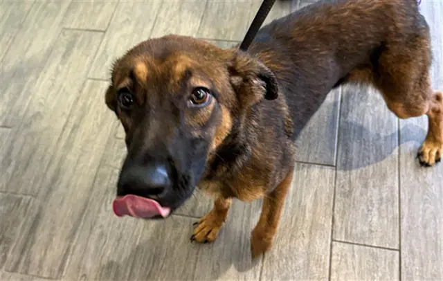 Stacey - German Shepherd Dog