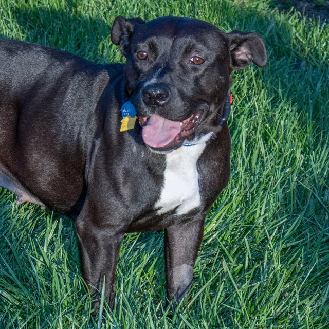Hazelnut - Staffordshire Bull Terrier