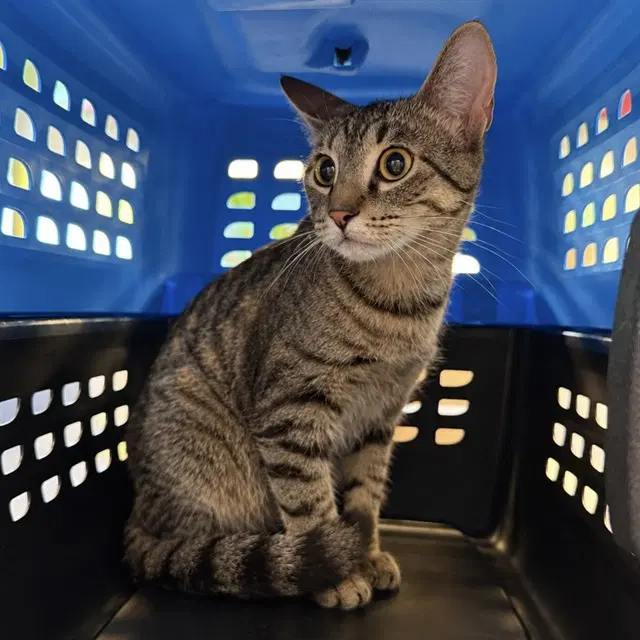 Brightside - Domestic Short Hair