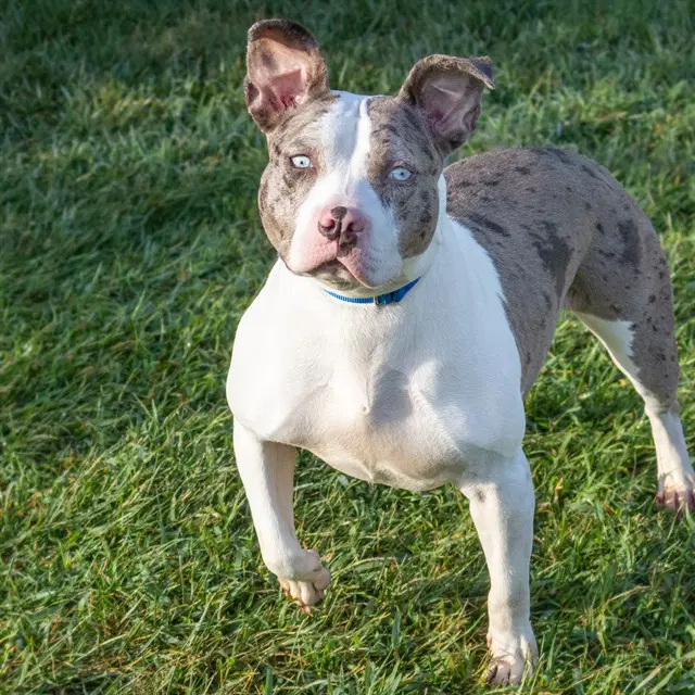 Daisy - Catahoula Leopard Dog