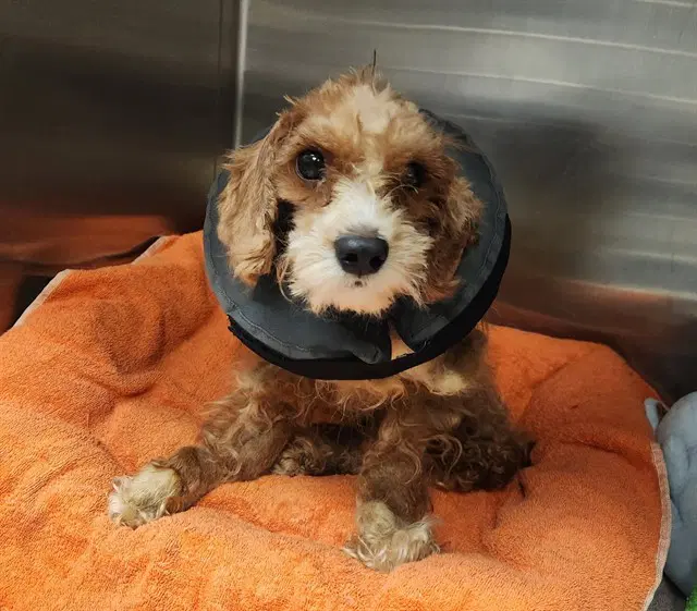 Finn - Poodle (Miniature)